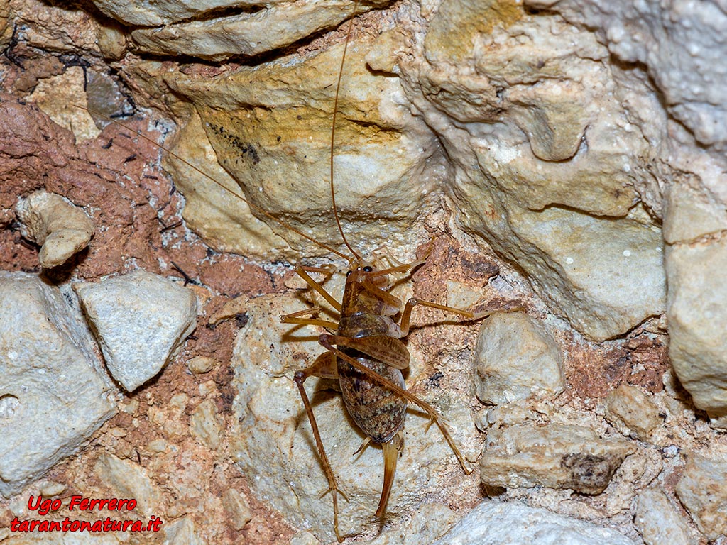 In grotta, di cosa si tratta ? Grazie !